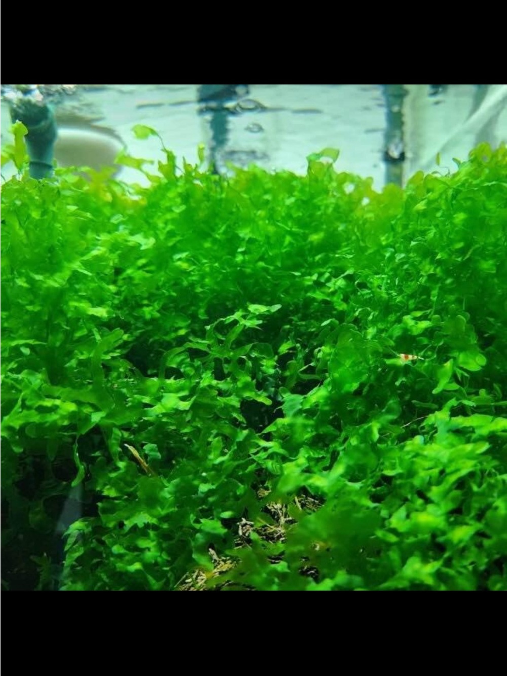 Live Aquarium Plant - Rare Subswassertang Moss for Freshwater Fish Tanks